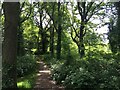 Meadow-side tree tunnel Halliford Park