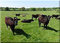 ST4908 : Young cattle at Kingswood Farm by Roger Cornfoot