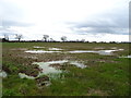 Waterlogged field, Ranton Green