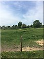 Southeast paddock of the horse field Sunbury