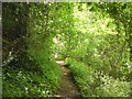 Footpath in Gower Hey Wood