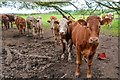 Morchard Bishop : Grassy Field & Cattle