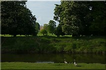 SE5158 : Geese and Beningbrough Hall by DS Pugh