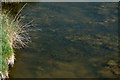 A shoal of small fish on Isley Marsh