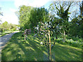 Young fruit trees in Barwick-in-Elmet community orchard