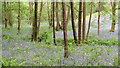 Bluebells in the woods near Hyde Gill