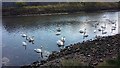 Mute Swans on the River Don