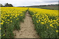 Footpath through rape at Butterwell Farm