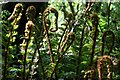 NZ1266 : Ferns unfurling, Heddon Common by Andrew Curtis