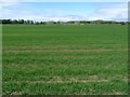 Field off Summerlea Road