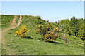 Beacon Hill near Sedgley. Dudley