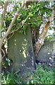 Stone post with benchmark now within a bush beside footpath