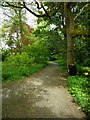 Path through strip of woodland