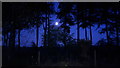 Moon seen through trees