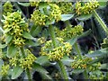 Crosswort (Cruciata laevipes), Heddon Low Farm