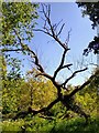 SU1782 : Dead tree, Coate Remembrance Wood, Coate Water, Swindon by Brian Robert Marshall