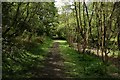 Woodland path, Barloch Moor