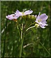 Cuckooflower, Barloch Moor