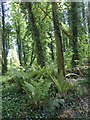 Ferns in Tipperary Wood