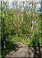 Steps down towards the Allander Water