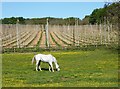 Horse grazing, Syndale Farm