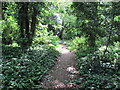 Path in Hanger Hill Wood (Chatsworth Wood)