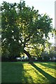 Bent oak tree