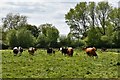 Brandish: Cattle grazing in front of the Lodge