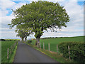 Trees along the road to Killalees