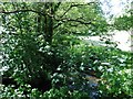 A glimpse of the stream from Shorleigh Bridge