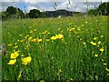 Buttercups in a field