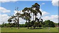 Clump of trees at Denne Park