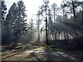 Sun through the trees off Weathermore Lane