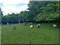 Lawn Mowing in Froxfield All Saints Churchyard