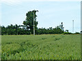 Wheat field west of Sandwich Road