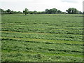 Field of grass, drying out after cutting