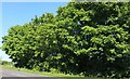 Trees by Royston Road, Shepreth