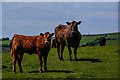 Combe Martin : Grassy Field & Cattle