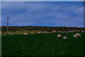 Combe Martin : Grassy Field & Sheep