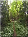 Wild Garlic along the path to Froxfield Green