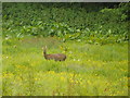 Doe hiding in the long grass