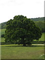 Oak tree in field at Harroway Farm