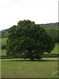 SU7121 : Oak tree in field at Harroway Farm by Martyn Pattison