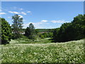 Cow parsley on East Wickham Open Space