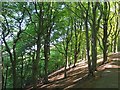 Steep bank in Cobnar Wood