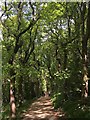 Footpath in Hutcliffe Wood