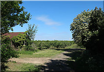 TL3575 : Orchard, Heath Fruit Farm by Hugh Venables