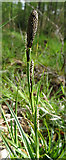 NJ3556 : Green-ribbed Sedge (Carex binervis) by Anne Burgess