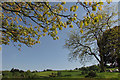 Trees on verge, Kingsbridge Hill, Totnes