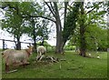 Goat and sheep at Cordons Farm